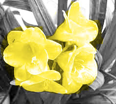 Nel mio giardino…